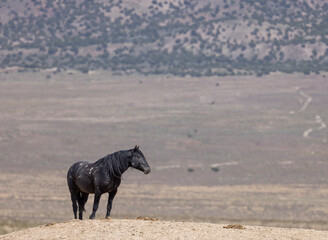 Wild Horse in the Utah Desert