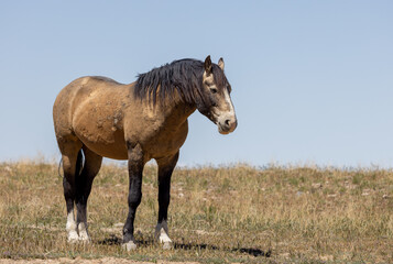 Fototapeta premium Wild Horse in the Utah Desert