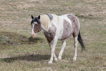 Wild Horse in the Utah Desert