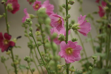Obraz premium pink flowers in the garden