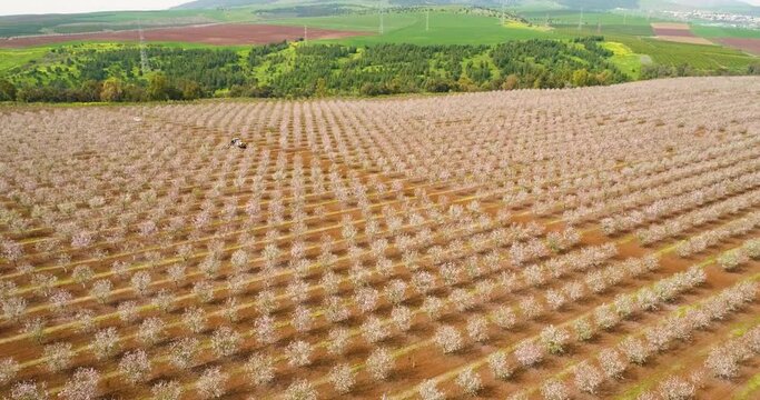 Aerial View of field of cherry trees, Ein Harod, Northern District, Israel.