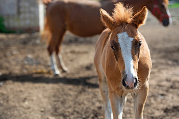 portrait of  sorrel foal of sportive breed walking in paddock. spring time. close up.