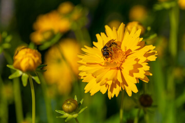 yellow coreopsis flowers with bee, close up photography, agriculture concept, Slovakia, Europe