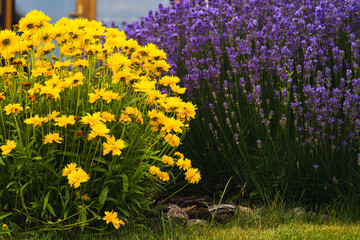 yellow coreopsis and purple lavender flowers in garden on a sunny day, close up photography, flower bed, texture, Slovakia Europe