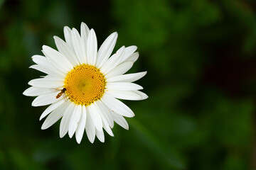 Fototapeta premium Beautiful daisy with bee on green background, close up photography, sunny day, herbal concept, Slovakia, Europe