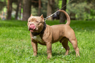 A dog of the American Bully breed stands on the green grass and licks his lips.