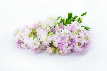 Fototapeta na wymiar Flowers and green leaves isolated on white background. Saponaria officinalis. Saponaria with pink double flowers.