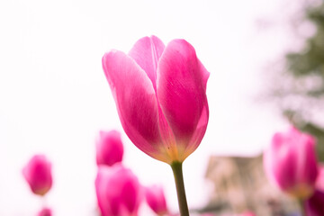 Pink tulip in focus. Closeup view of a pink tulip isolated on white sky