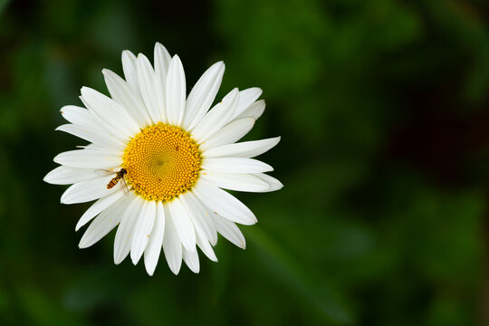 Beautiful daisy with bee on green background, close up photography, sunny day, herbal concept, Slovakia, Europe