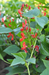 Common bean (Phaseolus vulgaris) is blooming in the garden