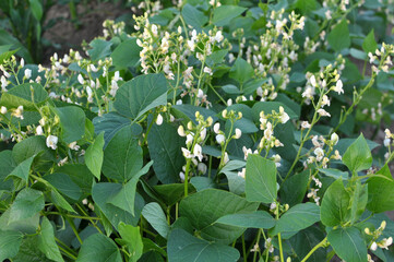 Common bean (Phaseolus vulgaris) is blooming in the garden