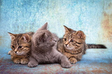 Three cute kittens, one gray and two striped, sit next to each other on a blue background.