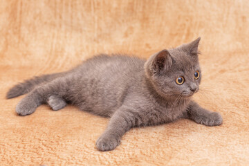A domestic grey British kitten lies quietly on a uniform light background.