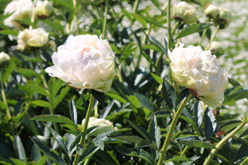 Pale pink double flowers of Paeonia lactiflora (cultivar Solange). Flowering peony in garden - 514522000
