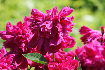 Pink double flower of Paeonia lactiflora (cultivar Monsieur Ruth Clay) close-up. Flowering peony in garden