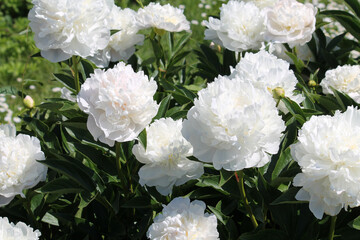 White double flowers of Paeonia lactiflora (cultivar Baroness Schroeder). Flowering peony in garden