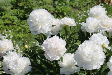 White double flowers of Paeonia lactiflora (cultivar Baroness Schroeder). Flowering peony in garden
