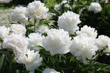White double flowers of Paeonia lactiflora (cultivar Baroness Schroeder). Flowering peony in garden - 514522020