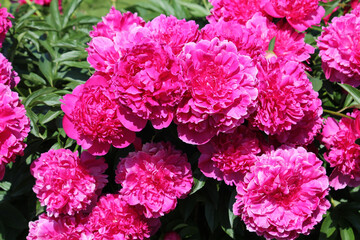 Pink double flowers of Paeonia lactiflora (cultivar Tomas S. Ware). Flowering peony in garden