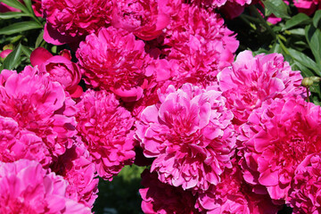 Obraz premium Pink double flowers of Paeonia lactiflora (cultivar Tomas S. Ware). Flowering peony in garden
