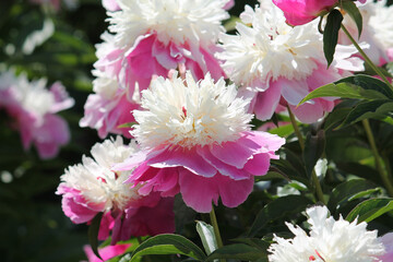 Pink-white double flowers of Paeonia lactiflora (cultivar Cora Stubbs). Flowering peony in garden