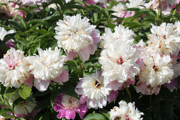 Pink-white double flowers of Paeonia lactiflora (cultivar Cora Stubbs). Flowering peony in garden