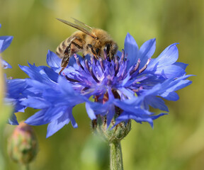 Pszczoła na kwiatku - obrazy, fototapety, plakaty