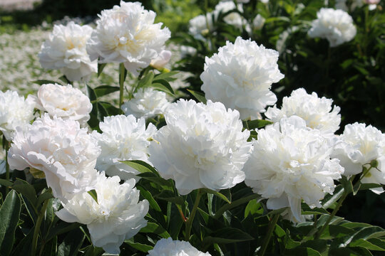 White double flowers of Paeonia lactiflora (cultivar Baroness Schroeder). Flowering peony in garden