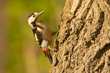 dzięcioł białoszyi, Syrian woodpecker (Dendrocopos syriacus)