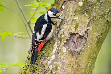 dzięcioł duży, great spotted woodpecker (Dendrocopos major) - obrazy, fototapety, plakaty