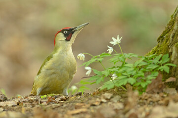 dzięcioł zielony, european green woodpecker (Picus viridis) - obrazy, fototapety, plakaty
