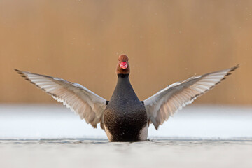hełmiatka, red-crested pochard (Netta rufina)