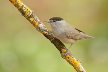 kapturka, pokrzewka czarnołbista, Eurasian blackcap (Sylvia atricapilla)