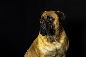 Obraz premium 2022-06-30 A BULLMASTIFF SITTING LOKING TO THE LEFT IN THE FRAME WITH NICE EYES AND A DARK BACKGROUND