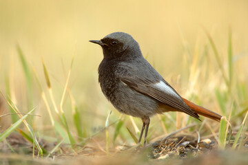 kopciuszek, black redstart (Phoenicurus ochruros)