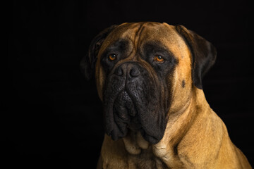 2022-06-30 PORTRAIT OF A LARGE ADULT BULLMASTIFF WITH BEAUTIFUL EYES WITH A BLACK BACKGROUND ON MERCER ISLAND WASHINGTON