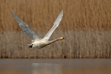 łabędź krzykliwy,  whooper swan, common swan (Cygnus cygnus) © Grzegorz