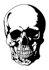 Scull. Isolated illustration of a human skull. Bones. Symbol of death.