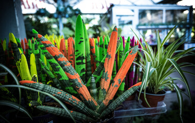 Colorful cactus Sansevieria Velvet Touch
