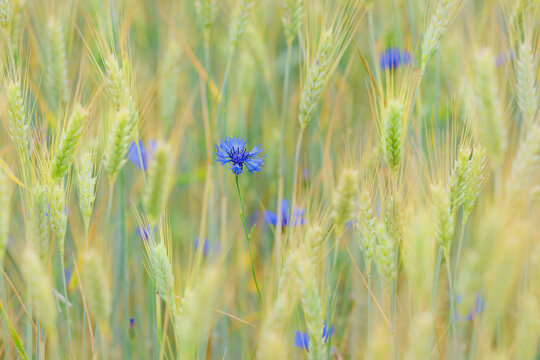 Malownicze chabry rosną w polu zboża. Uprawa roli, malownicze obrazy, rozmyte tło, bokeh, pastele, spokojna tonacja.