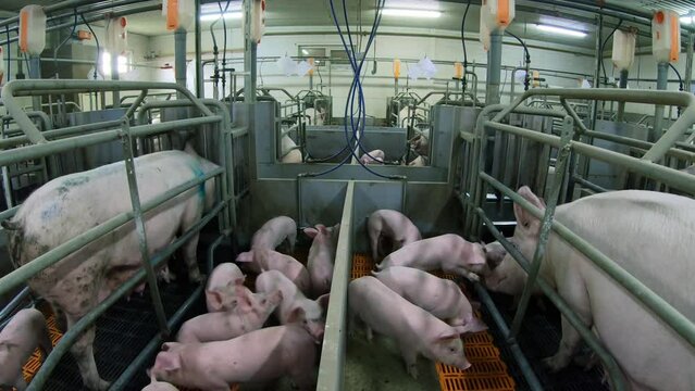 Small piglets that are breastfed by pigs on a pig farm