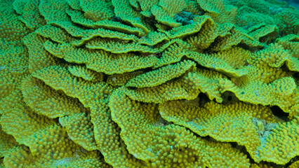 Details of the Lettuce coral or Yellow Scroll Coral (Turbinaria reniformis). Close-up of coral. Red sea, Egypt © Andriy Nekrasov