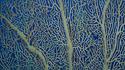 Details of the soft coral Giant Gorgonian or Sea fan (Subergorgia mollis). Close-up of coral. Red sea, Egypt