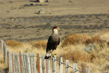 Beautiful specimen of caracara standing on the fence in the middle of a yellow winter field