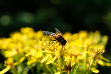 FU 2021-07-23 Remagen 136 Auf der gelben Blüte ist eine Biene