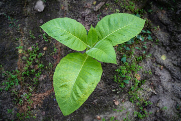 Tabak wird auch in Deutschland angebaut, allerdings nur etwa 2000 ha bundesweit. 