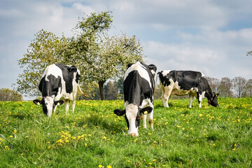Weidemilch - Milchkühe auf der Weide. 