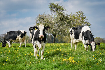 Weidemilch - Milchkühe auf der Weide. 