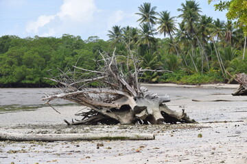 cemitério de árvores na praia