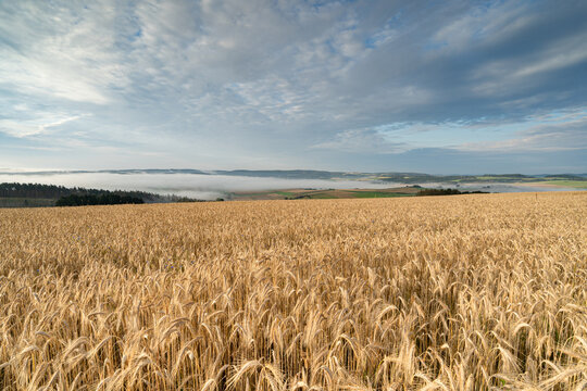 Getreideanbau in Deutschland